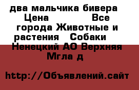 два мальчика бивера › Цена ­ 19 000 - Все города Животные и растения » Собаки   . Ненецкий АО,Верхняя Мгла д.